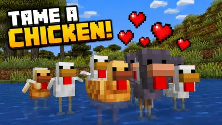 Tame A Chicken! Addon pic 1
